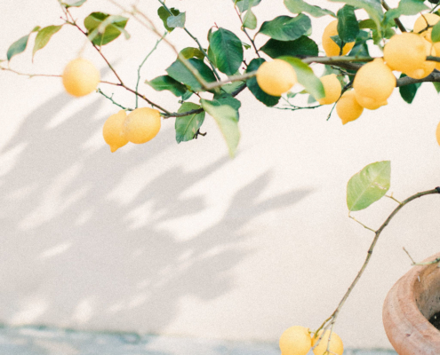 Lemon Trees Tuscany